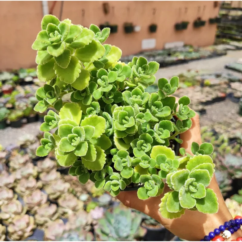 Plectranthus Tomentosa Vicks Plant Succulent - 2 Inch Live Plant for Indoor/Outdoor - Image 6