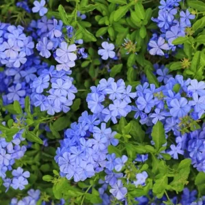 Plumbago Blue Live Plant – Vibrant Flowering Shrub – 4-6 Inch Tall - Image 2