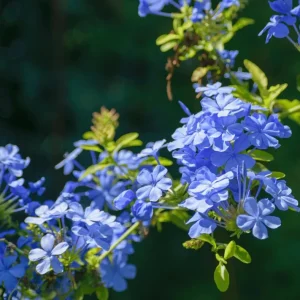 Plumbago Blue Live Plant – Vibrant Flowering Shrub – 4-6 Inch Tall - Image 3