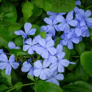 Plumbago Blue Live Plant – Vibrant Flowering Shrub – 4-6 Inch Tall - Image 4