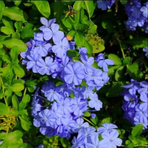 Plumbago Blue Live Plant – Vibrant Flowering Shrub – 4-6 Inch Tall - Image 5