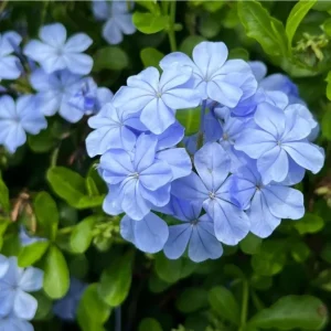 Plumbago Blue Live Plant – Vibrant Flowering Shrub – 4-6 Inch Tall - Image 6