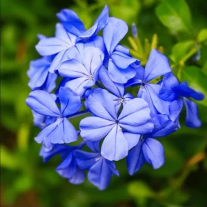 Plumbago Blue Live Plant – Vibrant Flowering Shrub – 4-6 Inch Tall - Image 1