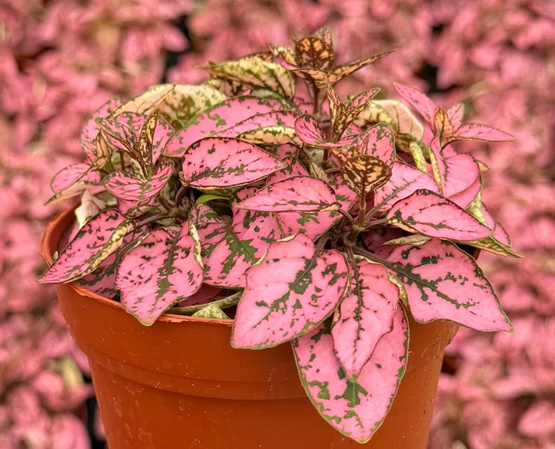 Polka Dot Live Plant – Hypoestes Phyllostachya – 4 Inch Pot – Indoor Foliage - Image 2