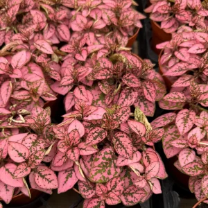 Polka Dot Live Plant – Hypoestes Phyllostachya – 4 Inch Pot – Indoor Foliage - Image 3