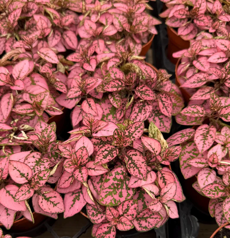 Polka Dot Live Plant – Hypoestes Phyllostachya – 4 Inch Pot – Indoor Foliage - Image 3