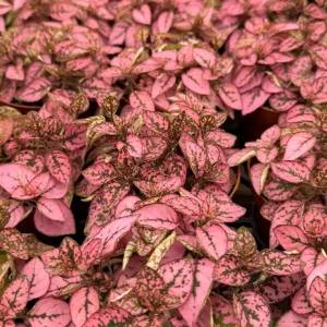 Polka Dot Live Plant – Hypoestes Phyllostachya – 4 Inch Pot – Indoor Foliage - Image 4