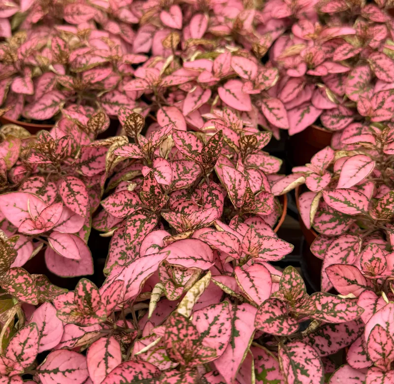 Polka Dot Live Plant – Hypoestes Phyllostachya – 4 Inch Pot – Indoor Foliage - Image 4