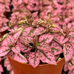 Polka Dot Live Plant – Hypoestes Phyllostachya – 4 Inch Pot – Indoor Foliage - Image 1