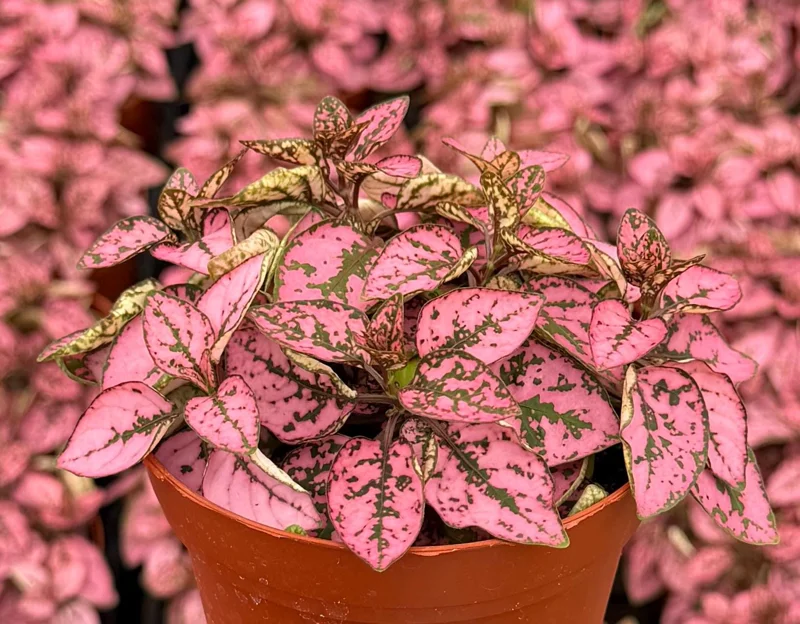 Polka Dot Live Plant – Hypoestes Phyllostachya – 4 Inch Pot – Indoor Foliage - Image 1