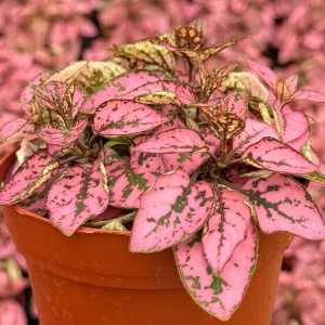 Polka Dot Plant Live Plant – Hypoestes phyllostachya – 4 Inch Pot – Indoor - Image 2
