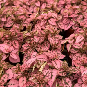 Polka Dot Plant Live Plant – Hypoestes phyllostachya – 4 Inch Pot – Indoor - Image 4