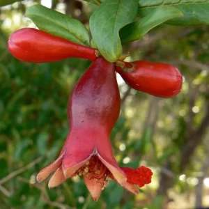 Pomegranate Live Plant – 8-10 Inch Seedling – Fruit Tree – 4 Inch Pot – Outdoor - Image 10