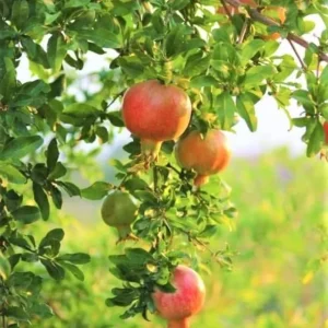 Pomegranate Live Plant – 8-10 Inch Seedling – Fruit Tree – 4 Inch Pot – Outdoor - Image 2