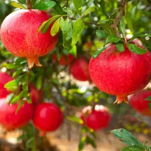 Pomegranate Live Plant – 8-10 Inch Seedling – Fruit Tree – 4 Inch Pot – Outdoor - Image 3