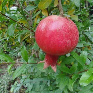 Pomegranate Live Plant – 8-10 Inch Seedling – Fruit Tree – 4 Inch Pot – Outdoor - Image 4