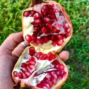 Pomegranate Live Plant – 8-10 Inch Seedling – Fruit Tree – 4 Inch Pot – Outdoor - Image 5