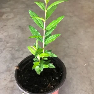 Pomegranate Live Plant – 8-10 Inch Seedling – Fruit Tree – 4 Inch Pot – Outdoor - Image 6