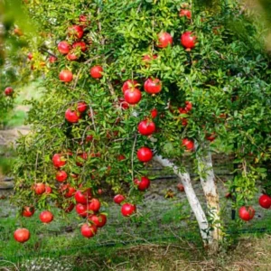 Pomegranate Live Plant – 8-10 Inch Seedling – Fruit Tree – 4 Inch Pot – Outdoor - Image 1