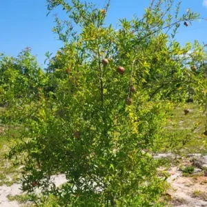 Pomegranate Live Plant – 8-10 Inch Seedling – Fruit Tree – 4 Inch Pot – Outdoor - Image 7