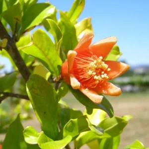 Pomegranate Live Plant – 8-10 Inch Seedling – Fruit Tree – 4 Inch Pot – Outdoor - Image 8