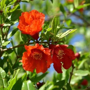 Pomegranate Live Plant – 8-10 Inch Seedling – Fruit Tree – 4 Inch Pot – Outdoor - Image 9