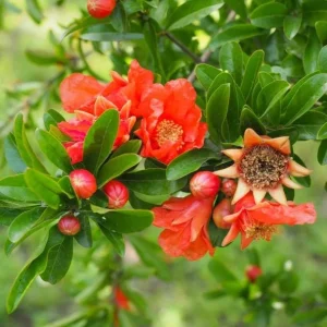 Pomegranate Live Plant - Red Fruit Tree, 8-10 Inch Tall in 4 Inch Pot, Outdoor - Image 2