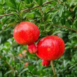 Pomegranate Live Plant - Red Fruit Tree, 8-10 Inch Tall in 4 Inch Pot, Outdoor - Image 3