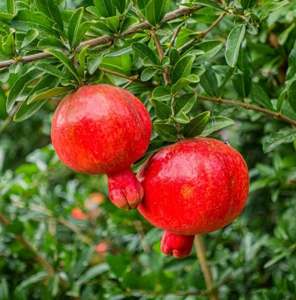 Pomegranate Live Plant - Red Fruit Tree, 8-10 Inch Tall in 4 Inch Pot, Outdoor - Image 3