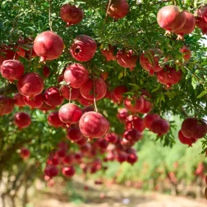 Pomegranate Live Plant - Red Fruit Tree, 8-10 Inch Tall in 4 Inch Pot, Outdoor - Image 5