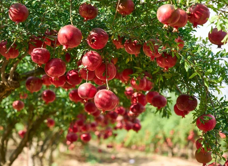 Pomegranate Live Plant - Red Fruit Tree, 8-10 Inch Tall in 4 Inch Pot, Outdoor - Image 5