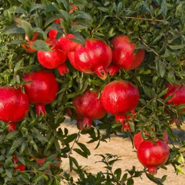 Pomegranate Live Plant - Red Fruit Tree, 8-10 Inch Tall in 4 Inch Pot, Outdoor - Image 6