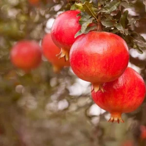 Pomegranate Live Plant - Red Fruit Tree, 8-10 Inch Tall in 4 Inch Pot, Outdoor - Image 7