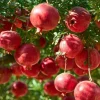Pomegranate Live Plant - Red Fruit Tree, 8-10 Inch Tall in 4 Inch Pot, Outdoor - Image 1
