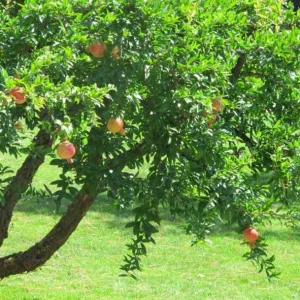 Pomegranate Live Plants - Set of 3 Seedlings, 8-10 Inch Tall, 4 Inch Pots, Fruit Trees - Image 10