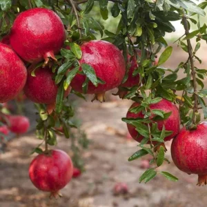 Pomegranate Live Plants - Set of 3 Seedlings, 8-10 Inch Tall, 4 Inch Pots, Fruit Trees - Image 2