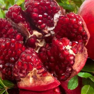 Pomegranate Live Plants - Set of 3 Seedlings, 8-10 Inch Tall, 4 Inch Pots, Fruit Trees - Image 4