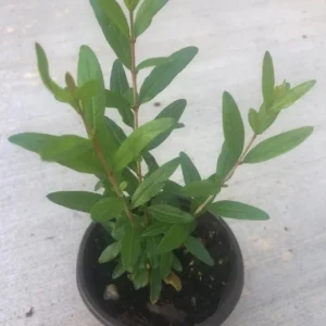 Pomegranate Live Plants - Set of 3 Seedlings, 8-10 Inch Tall, 4 Inch Pots, Fruit Trees - Image 6