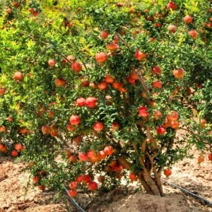 Pomegranate Live Plants - Set of 3 Seedlings, 8-10 Inch Tall, 4 Inch Pots, Fruit Trees - Image 7