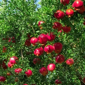 Pomegranate Live Plants - Set of 3 Seedlings, 8-10 Inch Tall, 4 Inch Pots, Fruit Trees - Image 8