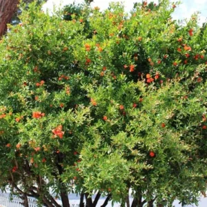 Pomegranate Live Plants - Set of 3 Seedlings, 8-10 Inch Tall, 4 Inch Pots, Fruit Trees - Image 9