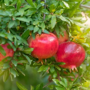Pomegranate Tree Live Plant – 8-12 Inch Tall, Half Gallon Pot, Outdoor Fruit - Image 5