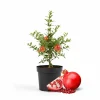 Pomegranate Tree Live Plant – 8-12 Inch Tall, Half Gallon Pot, Outdoor Fruit - Image 1