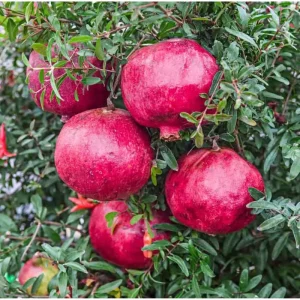 Pomegranate Tree Live Plant, Sweet Fruit, 8-12 Inch Tall in Half Gallon Pot - Image 2