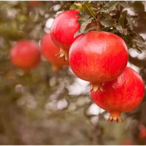 Pomegranate Tree Live Plant, Sweet Fruit, 8-12 Inch Tall in Half Gallon Pot - Image 1