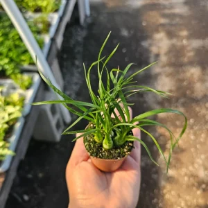 Ponytail Palm Live Plant - Beaucarnea Recurvata - 2in Pot Rooted Cutting - Image 2