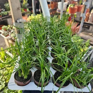 Ponytail Palm Live Plant - Beaucarnea Recurvata - 2in Pot Rooted Cutting - Image 3