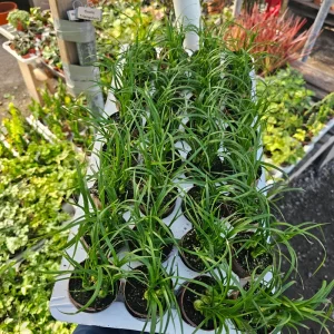 Ponytail Palm Live Plant - Beaucarnea Recurvata - 2in Pot Rooted Cutting - Image 4