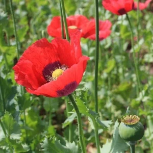 Poppy Flower Seeds - Papaver Somniferum - 1000 Seeds - Annual Outdoor - Image 2