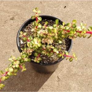Portulacaria Afra Elephant Bush Succulent Live Plant – 2 Inch Pot – Indoor & Outdoor - Image 3